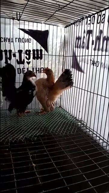 Gà Serama Mái 3 tháng. Mua bán Gà tại Huyện Thống Nhất Đồng Nai được đăng bởi Nguyễn Hoàn hình 1