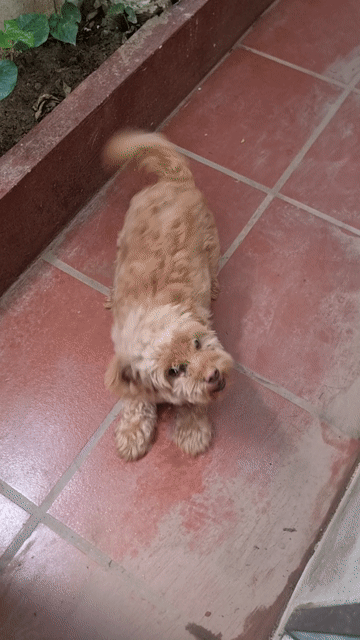 Chó Poodle đực Nâu Hơn 1 tuổi. Mua bán Chó tại Quận Long Biên Hà Nội được đăng bởi Bach Nguyen Xuan hình 1