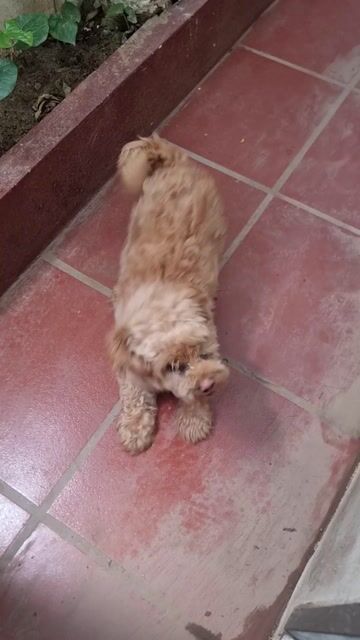 Chó Poodle đực Nâu Hơn 1 tuổi. Mua bán Chó tại Quận Long Biên Hà Nội được đăng bởi Bach Nguyen Xuan hình 1