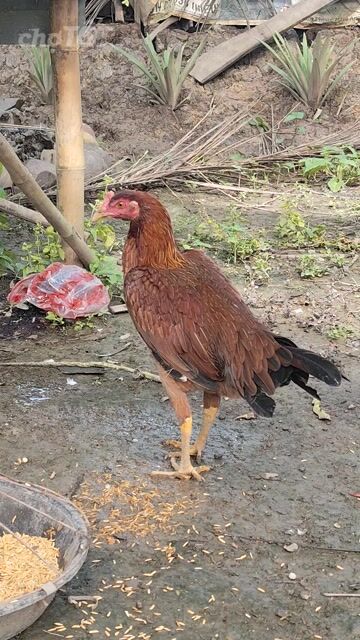 Gà mái tơ nâu 1.7kg-2kg. Mua bán Gà tại Huyện Mỹ Tú Sóc Trăng được đăng bởi nguyễn huy hình 1