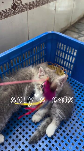 Mèo ALN form tròn trịa cưng vô đối. Mua bán Mèo tại Huyện Hóc Môn Tp Hồ Chí Minh được đăng bởi SOLY HOME hình 1