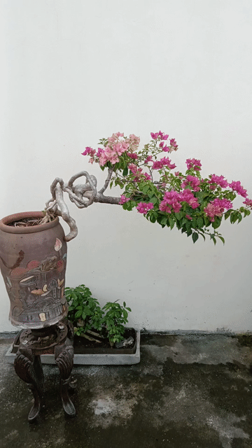 Chậu hoa giấy bonsai dáng đẹp hồng. Mua bán Cây cảnh, đồ trang trí tại Huyện Quốc Oai Hà Nội được đăng bởi Nguyễn Tiến Anh hình 1