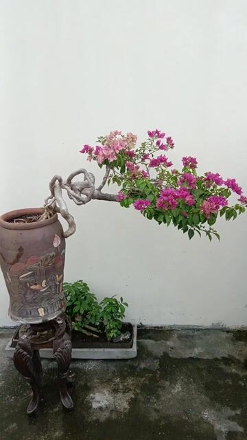 Chậu hoa giấy bonsai dáng đẹp hồng. Mua bán Cây cảnh, đồ trang trí tại Huyện Quốc Oai Hà Nội được đăng bởi Nguyễn Tiến Anh hình 1