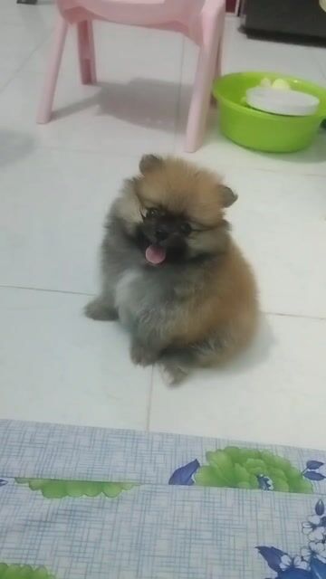 Chó Phốc Sóc Tini Cái đã tiêm phòng. Mua bán Chó tại Thị xã Tân Uyên Bình Dương được đăng bởi dâu tây hình 1