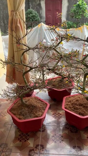 Mai Vàng Dáng Long 1m3-1m4. Mua bán Cây cảnh, đồ trang trí tại Quận Hoàng Mai Hà Nội được đăng bởi Duy Khánh hình 1