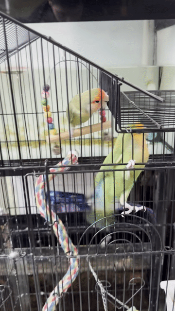 Vẹt Lovebird Vàng đã biết ăn hạt. Mua bán Chim tại Thành phố Dĩ An Bình Dương được đăng bởi Parrots hình 1