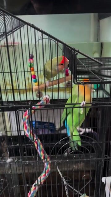 Vẹt Lovebird Vàng đã biết ăn hạt. Mua bán Chim tại Thành phố Dĩ An Bình Dương được đăng bởi Parrots hình 1