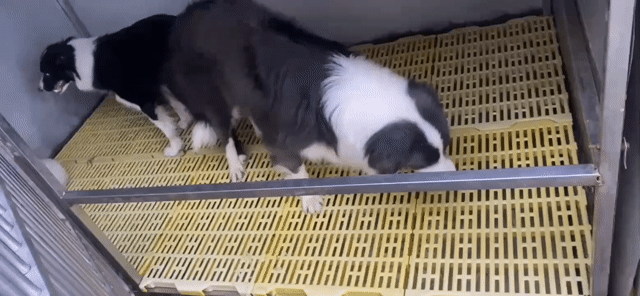 Chó Collie Đực Xám tro VKA. Mua bán Chó tại Thành phố Thuận An Bình Dương được đăng bởi Điểu Thị Linh hình 1