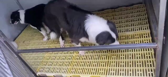 Chó Collie Đực Xám tro VKA. Mua bán Chó tại Thành phố Thuận An Bình Dương được đăng bởi Điểu Thị Linh hình 1
