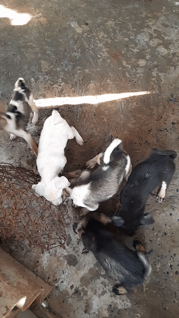 Chó con hơn 1 tháng. Mua bán Chó tại Huyện Quốc Oai Hà Nội được đăng bởi hùng hoàng mạnh hình 1