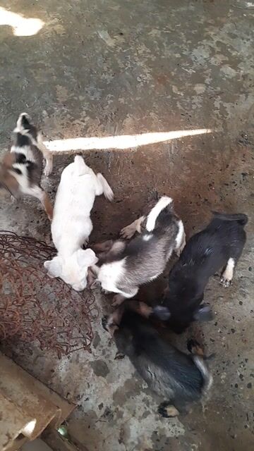 Chó con hơn 1 tháng. Mua bán Chó tại Huyện Quốc Oai Hà Nội được đăng bởi hùng hoàng mạnh hình 1