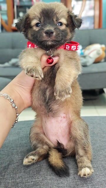 Gái nhật lai xám cưng xỉu chào sen nhen🌞😁. Mua bán Chó tại Huyện Hóc Môn Tp Hồ Chí Minh được đăng bởi Ánh Dương Pet hình 1