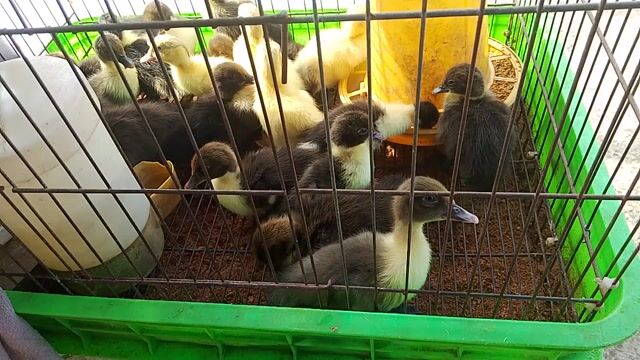 Vịt Xiêm Pháp Đen, vàng Mấy ngày tuổi. Mua bán Thú cưng khác tại Huyện Mỏ Cày Bắc Bến Tre được đăng bởi Mr Danh hình 1