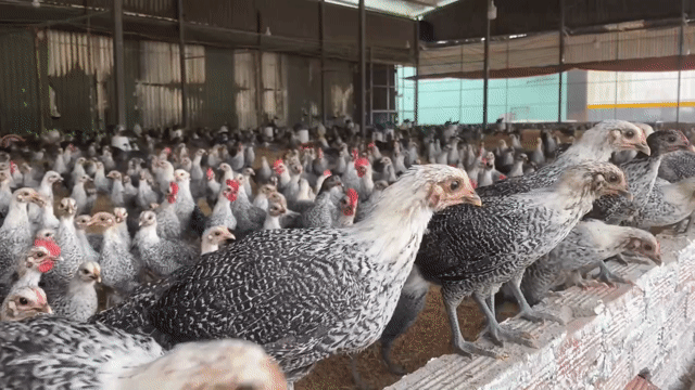 Gà Ai Cập giống 1 tháng tuổi. Mua bán Gà tại Quận Bình Tân Tp Hồ Chí Minh được đăng bởi Nông Trại Xanh Phương Nam hình 1