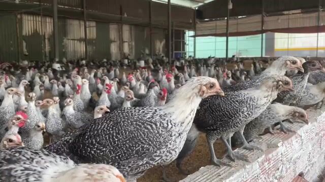 Gà Ai Cập giống 1 tháng tuổi. Mua bán Gà tại Quận Bình Tân Tp Hồ Chí Minh được đăng bởi Nông Trại Xanh Phương Nam hình 1