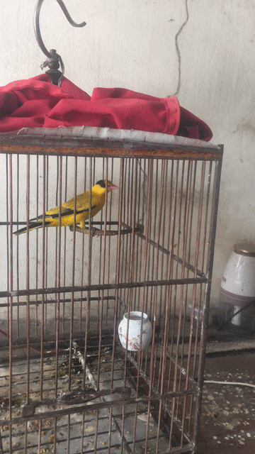 Chim Vàng anh lụa màu Vàng. Mua bán Chim tại Quận Long Biên Hà Nội được đăng bởi Vũ Thanh hình 1