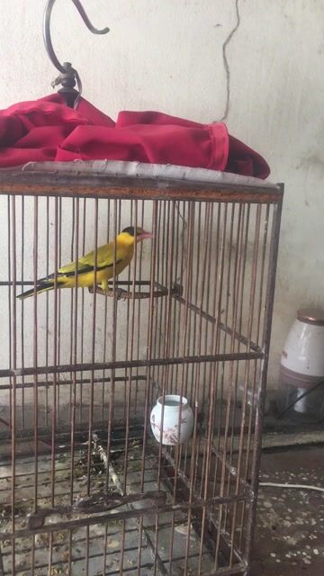 Chim Vàng anh lụa màu Vàng. Mua bán Chim tại Quận Long Biên Hà Nội được đăng bởi Vũ Thanh hình 1
