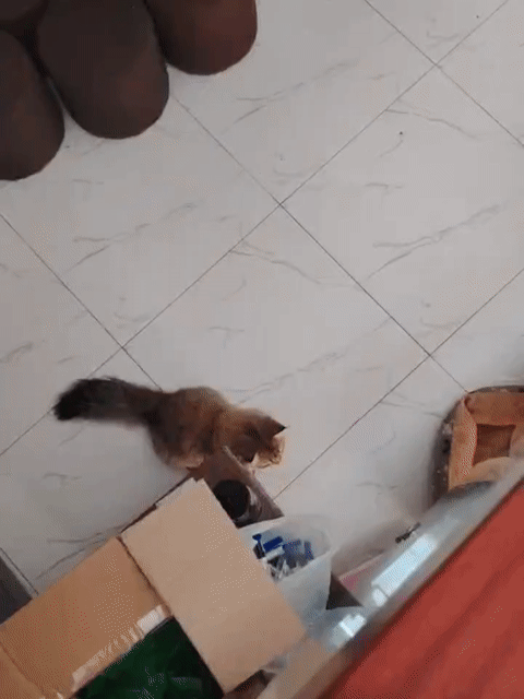 Mèo Anh lông dài đực 1 tuổi đã tiêm. Mua bán Mèo tại Huyện Bình Chánh Tp Hồ Chí Minh được đăng bởi Villa91 Uni hình 1