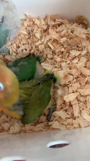 Chim Lovebird Xanh cam vàng Non. Mua bán Chim tại Quận 12 Tp Hồ Chí Minh được đăng bởi Danh hình 1