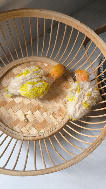 Chim Lovebird Vàng cam non. Mua bán Chim tại Huyện Long Thành Đồng Nai được đăng bởi Yến phụng tyey hình 1