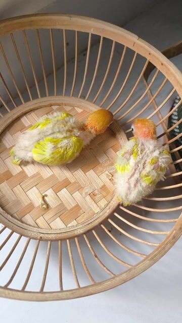 Chim Lovebird Vàng cam non. Mua bán Chim tại Huyện Long Thành Đồng Nai được đăng bởi Yến phụng tyey hình 1