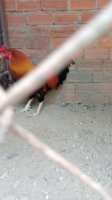 Gà chọi 2.6kg Đực. Mua bán Gà tại Huyện Châu Thành Bến Tre được đăng bởi Lethanhphat hình 1