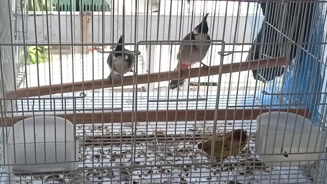 Chim chào mào một cặp. Mua bán Chim tại Quận Tân Bình Tp Hồ Chí Minh được đăng bởi Như  hình 1