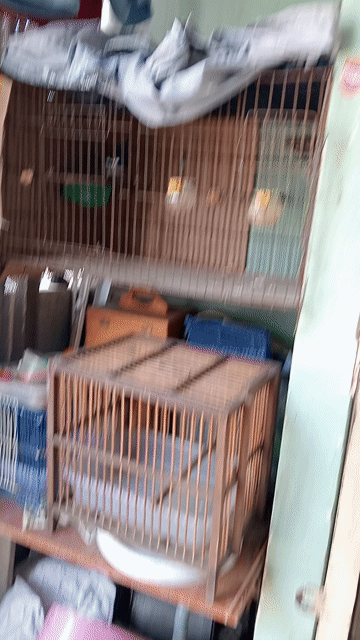 bán cặp chim choè. Mua bán Chim tại Quận Bình Tân Tp Hồ Chí Minh được đăng bởi Sang Nguyễn hình 1