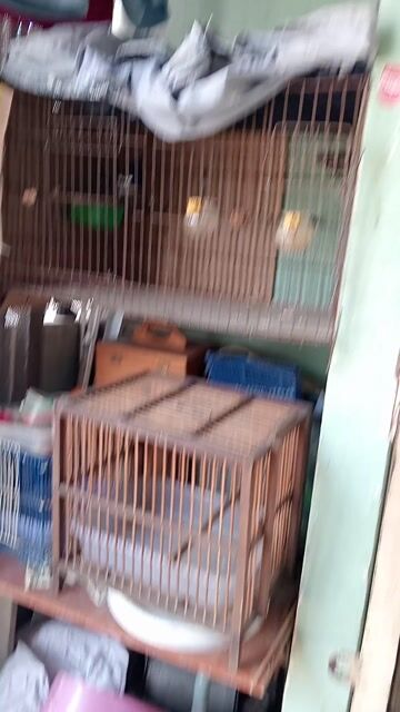 bán cặp chim choè. Mua bán Chim tại Quận Bình Tân Tp Hồ Chí Minh được đăng bởi Sang Nguyễn hình 1