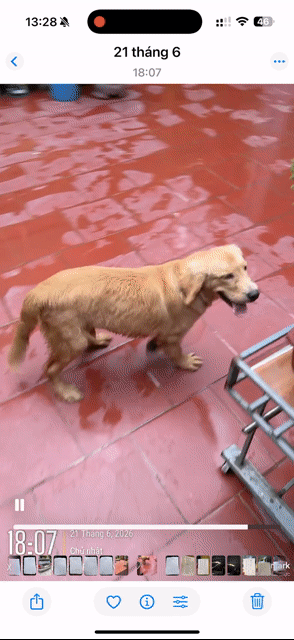 Chó Golden đực 6 tháng. Mua bán Chó tại Huyện Thanh Oai Hà Nội được đăng bởi Thanh Tú hình 1