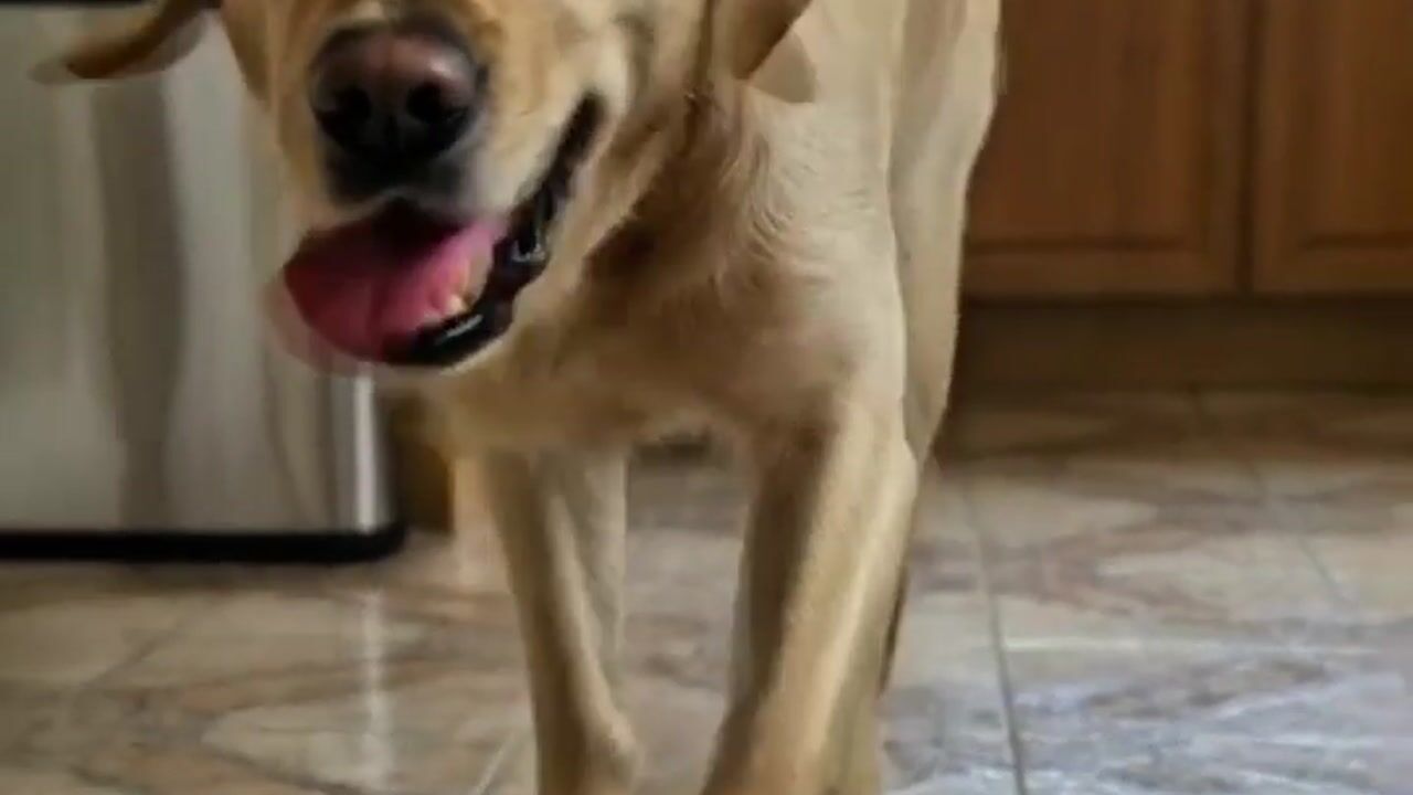 Why Some Dogs Avoid Tile Floors