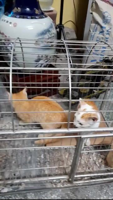 Mèo ta con Vàng trắng. Mua bán Mèo tại Quận Hà Đông Hà Nội được đăng bởi Ngọc hình 1