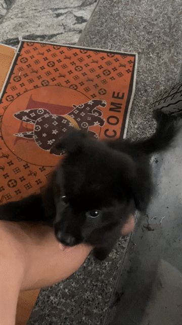 Chó Phốc Đen 2 tháng tuổi. Mua bán Chó tại Huyện Phúc Thọ Hà Nội được đăng bởi Chí Đoàn hình 1