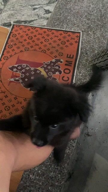 Chó Phốc Đen 2 tháng tuổi. Mua bán Chó tại Huyện Phúc Thọ Hà Nội được đăng bởi Chí Đoàn hình 1