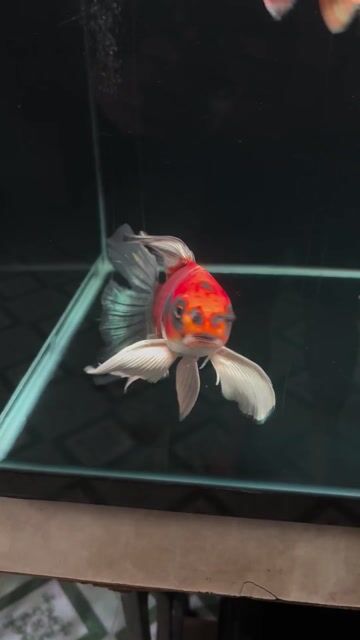 Phi tần Mèo đỏ vây xám 30cm đầu tròn mỏ cụp Vip. Mua bán Thú cưng khác tại Quận Tân Phú Tp Hồ Chí Minh được đăng bởi Phat Le hình 1