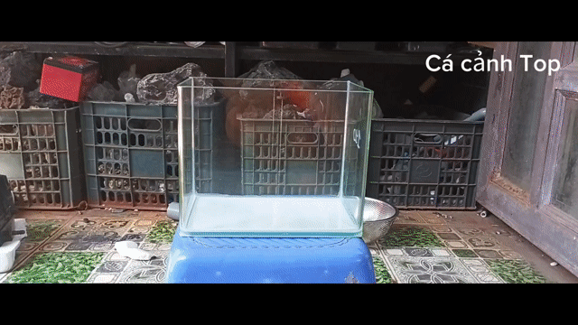 Bể cá cảnh mini Rừng già. Mua bán Phụ kiện, Thức ăn, Dịch vụ tại Quận Liên Chiểu Đà Nẵng được đăng bởi Trương Ngân Hà hình 1