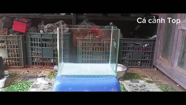 Bể cá cảnh mini Rừng già. Mua bán Phụ kiện, Thức ăn, Dịch vụ tại Quận Liên Chiểu Đà Nẵng được đăng bởi Trương Ngân Hà hình 1
