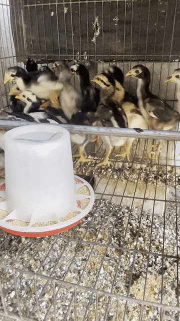 Gà chọi cả hai. Mua bán Gà tại Huyện Hòa Thành Tây Ninh được đăng bởi Truong  Chi Hung hình 1