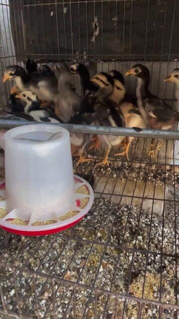 Gà chọi cả hai. Mua bán Gà tại Huyện Hòa Thành Tây Ninh được đăng bởi Truong  Chi Hung hình 1