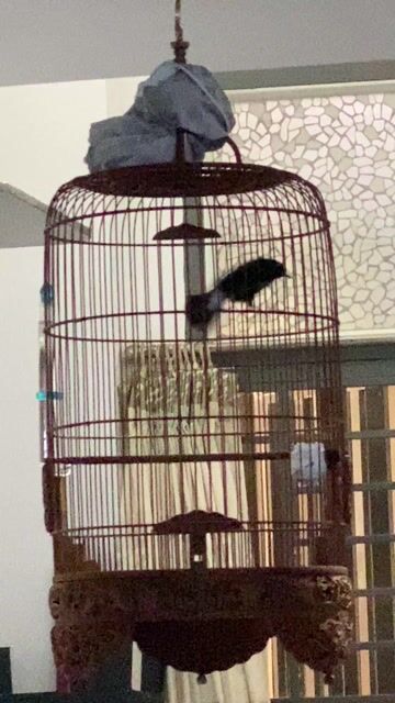 Chim con 3 mùa. Mua bán Chim tại Quận 1 Tp Hồ Chí Minh được đăng bởi Bính hình 1