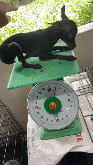 Chó Phốc Hươu Mini Đen 1 năm. Mua bán Chó tại Thành phố Thuận An Bình Dương được đăng bởi Lan Anh hình 1