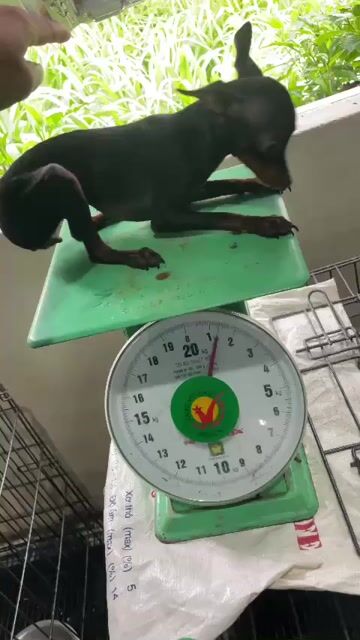 Chó Phốc Hươu Mini Đen 1 năm. Mua bán Chó tại Thành phố Thuận An Bình Dương được đăng bởi Lan Anh hình 1