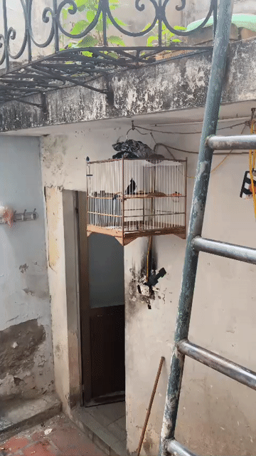 Chim cảnh. Mua bán Chim tại Quận Hai Bà Trưng Hà Nội được đăng bởi Nghiem hình 1