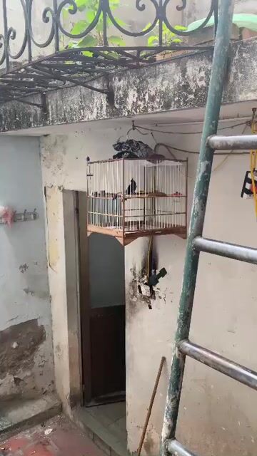 Chim cảnh. Mua bán Chim tại Quận Hai Bà Trưng Hà Nội được đăng bởi Nghiem hình 1