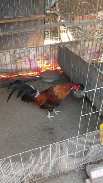Gà tre trống Cuban ngón chân bìa hư rồi. Mua bán Gà tại Quận Cái Răng Cần Thơ được đăng bởi Trai Cần Thơ 65 hình 1