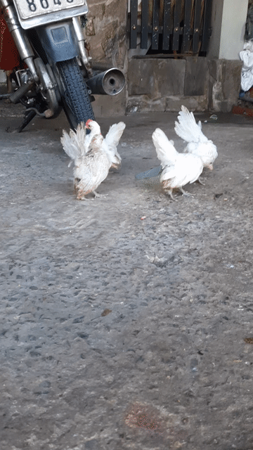 Gà seram. Mua bán Gà tại Huyện Long Hồ Vĩnh Long được đăng bởi Thanh Trung hình 1