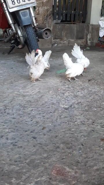 Gà seram. Mua bán Gà tại Huyện Long Hồ Vĩnh Long được đăng bởi Thanh Trung hình 1