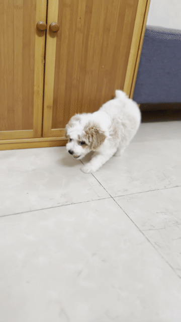 Chó Poodle Đực Trắng bò sôcôla. Mua bán Chó tại Quận 8 Tp Hồ Chí Minh được đăng bởi Bảo DS hình 1