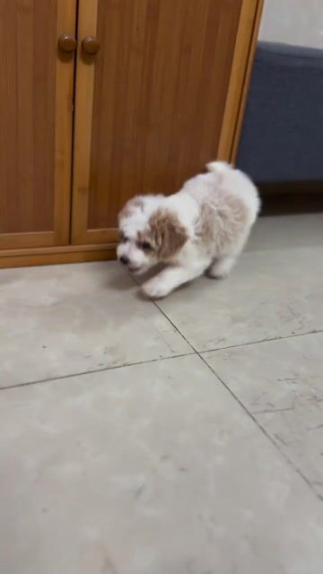 Chó Poodle Đực Trắng bò sôcôla. Mua bán Chó tại Quận 8 Tp Hồ Chí Minh được đăng bởi Bảo DS hình 1