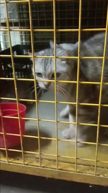 Mèo Anh chân lùn tai cụp đực cái 2 tháng. Mua bán Mèo tại Thành phố Bà Rịa Bà Rịa - Vũng Tàu được đăng bởi mtnt hình 1